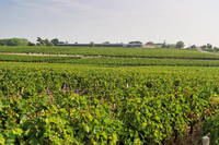 Exploitation viticole à Moulis en Médoc